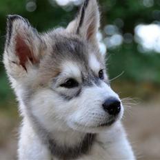 Alaskan malamute Tala (udstationeret)
