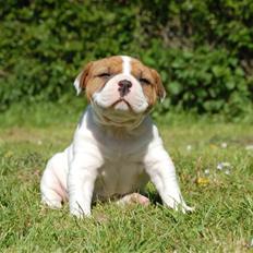 Amerikansk bulldog ANNABELL Amazing Bulldog