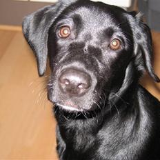 Labrador retriever Maddie (formel 1)