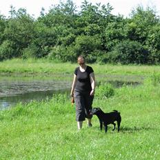 Labrador retriever Maddie (formel 1)
