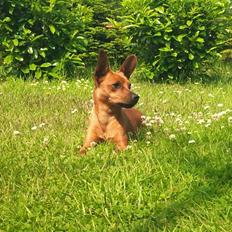 Blanding af racer Luna