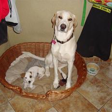 Blanding af racer Nala