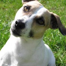 Jack russell terrier Balou
