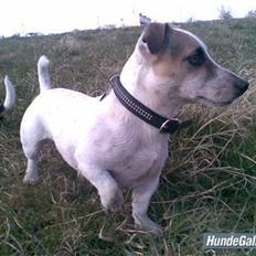 Jack russell terrier Balou