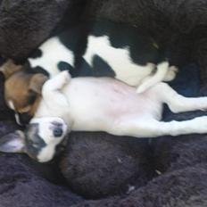 Jack russell terrier Balou