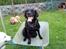 Labrador retriever Basse R.I.P - Basse sidder i en trillebøger