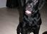 Labrador retriever Jeiko (Formel 1)