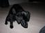 Labrador retriever Jeiko (Formel 1)