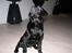 Labrador retriever Jeiko (Formel 1)
