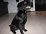 Labrador retriever Jeiko (Formel 1)