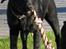 Labrador retriever Jeiko (Formel 1)