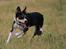 Border collie Tess