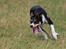 Border collie Tess