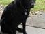 Labrador retriever Bella - Tager du nu billeder igen