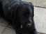 Labrador retriever Bella - Kan ligge pænt