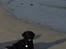 Labrador retriever Bella - Ved stranden