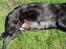 Labrador retriever Bella - Nu fylder hvalpen godt op. Ca 14 dage igen.