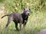 Staffordshire bull terrier Bentley