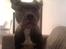 Staffordshire bull terrier Bentley