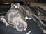 Staffordshire bull terrier Bentley