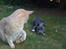 Staffordshire bull terrier Bentley