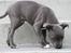 Staffordshire bull terrier Bentley