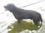 Labrador retriever Jack. R.I.P