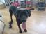 Blanding af racer Abby Labrador/Rottweiler - Sikke en laaang tunge du har lille hund :D