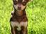 Chihuahua Mr. Muffin - Mr. Muffin.
