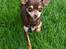 Chihuahua Mr. Muffin - Jeg tager lige stand, lidt jagthund er man vel altid :P