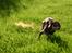 Chihuahua Mr. Muffin - Bindegal chihuahua med støvsky efter sig, ha ha...