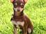Chihuahua Mr. Muffin - Mr. Muffin going pose-y!