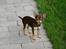 Chihuahua Mr. Muffin - Hej menneskemor... er jeg lækker? Hva? hva? HVA? HVAAAAAAA?