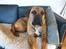 Boerboel Balder Teglborg*i himlen*