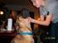 Boerboel Balder Teglborg*i himlen*