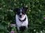 Dansk svensk gaardhund Snoopy os kaldet Numse