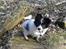 Papillon Balou *Bor Hos Veninde*