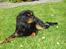Cavalier king charles spaniel Freya - Smukke Freya nyder solen. 1 år gammel