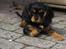 Cavalier king charles spaniel Freya - 4 måneder gammel