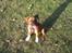 Blanding af racer Cato boxer/amstaff - taget D 19/9-09