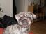 Blanding af racer Ida Mops/puddel