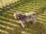 Blanding af racer Ida Mops/puddel