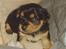 Blanding af racer Coco - Lille Baby Coco