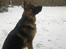 Schæferhund Kiba (Sandkærgårds Klodo) - Min flotte flotte skat ude i hans første sne :)