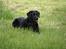 Labrador retriever Bella - Dæk øvelse til træning