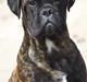 Bullmastiff Milow
