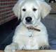 Golden retriever Luca