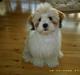 Lhasa apso Silke