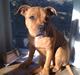 Staffordshire bull terrier Kiesha