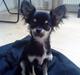 Chihuahua Fie / Fifferberg ;-)